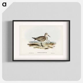 アートポスター-Great Sandpiper
 - ジョン グールド Poster.