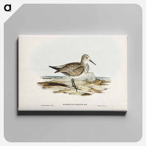 アートパネル-Great Sandpiper
 - ジョン グールド Canvas.