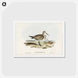 アートポストカード-Great Sandpiper
 - ジョン グールド Postcard.