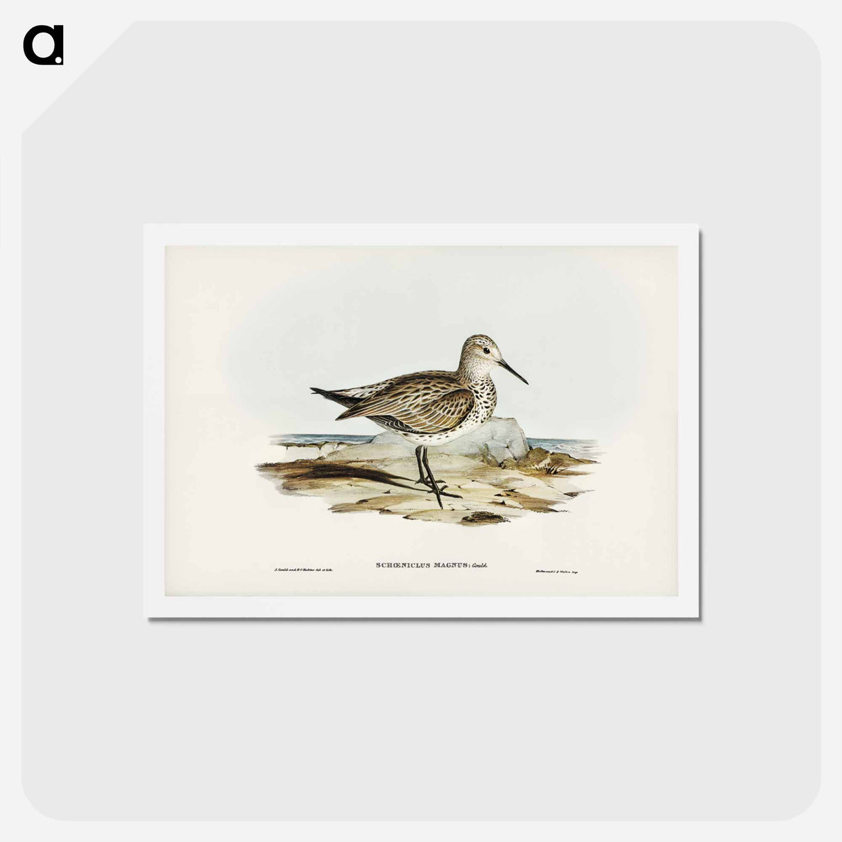 アートポストカード-Great Sandpiper
 - ジョン グールド Postcard.