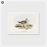 アートポストカード-Great Sandpiper
 - ジョン グールド Postcard.