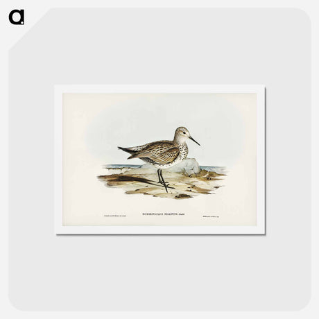アートポストカード-Great Sandpiper
 - ジョン グールド Postcard.