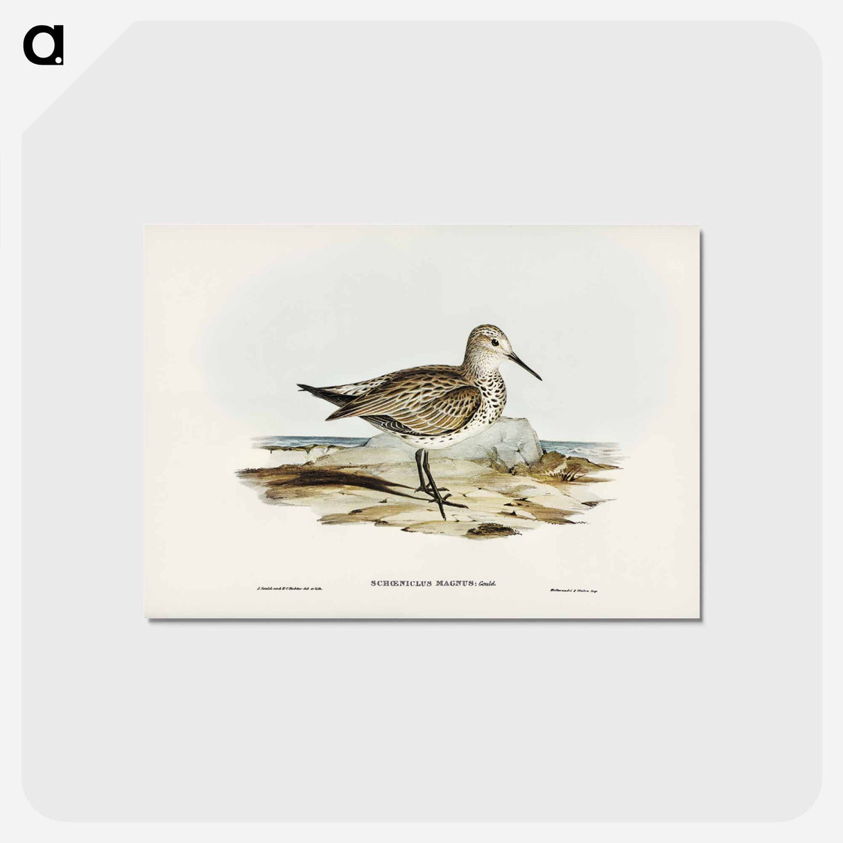 アートポストカード-Great Sandpiper
 - ジョン グールド Postcard.