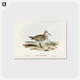 アートポストカード-Great Sandpiper
 - ジョン グールド Postcard.