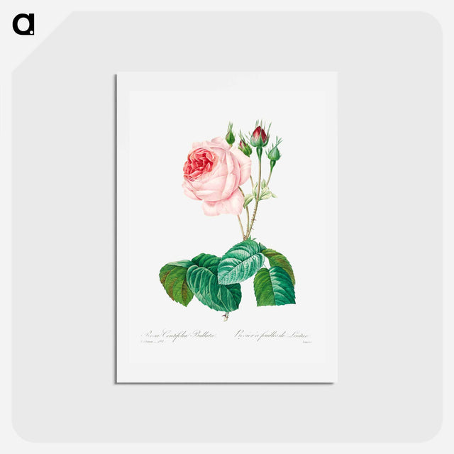 アートポストカード-Cabbage rose - ピエール ジョゼフ ルドゥーテ Postcard.