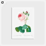 アートポストカード-Cabbage rose - ピエール ジョゼフ ルドゥーテ Postcard.