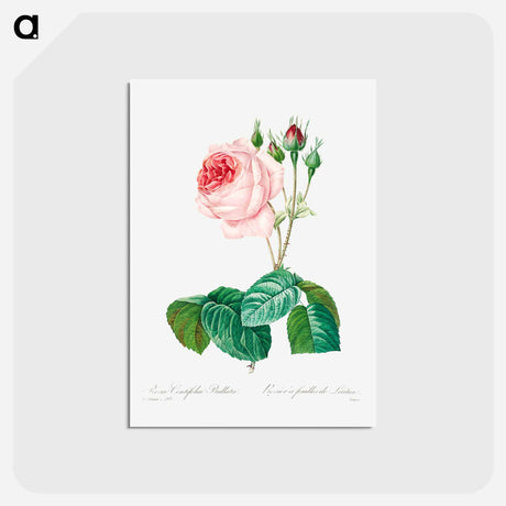 アートポストカード-Cabbage rose - ピエール ジョゼフ ルドゥーテ Postcard.