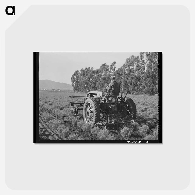 アートポストカード-Guayule Cultivation
 - ラッセル リー Postcard.