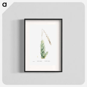 アートポスター-Aloe Fpiralis (Spiral Aloe) - ピエール ジョゼフ ルドゥーテ Poster.