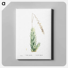 アートパネル-Aloe Fpiralis (Spiral Aloe) - ピエール ジョゼフ ルドゥーテ Canvas.