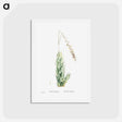 アートポストカード-Aloe Fpiralis (Spiral Aloe) - ピエール ジョゼフ ルドゥーテ Postcard.