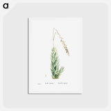 アートポストカード-Aloe Fpiralis (Spiral Aloe) - ピエール ジョゼフ ルドゥーテ Postcard.