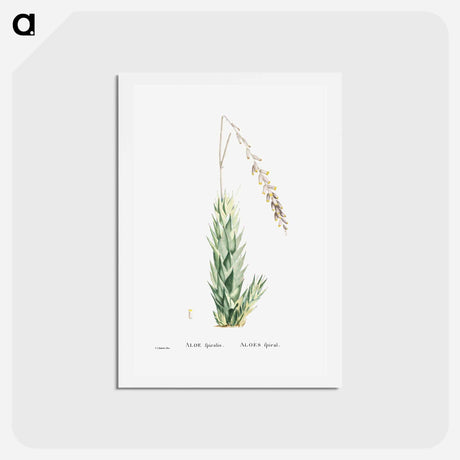 アートポストカード-Aloe Fpiralis (Spiral Aloe) - ピエール ジョゼフ ルドゥーテ Postcard.