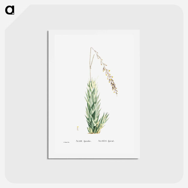 アートポストカード-Aloe Fpiralis (Spiral Aloe) - ピエール ジョゼフ ルドゥーテ Postcard.