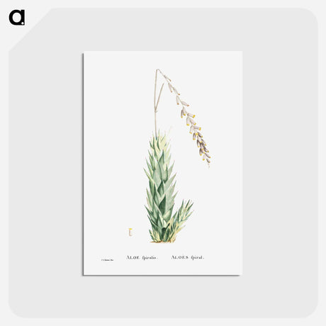 アートポストカード-Aloe Fpiralis (Spiral Aloe) - ピエール ジョゼフ ルドゥーテ Postcard.