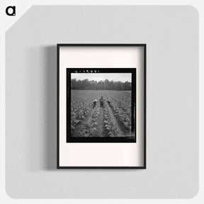 アートポスター-Untitled photo, possibly related to: Putting in tobacco. Shoofly, North Carolina - ドロテア ラング Poster.