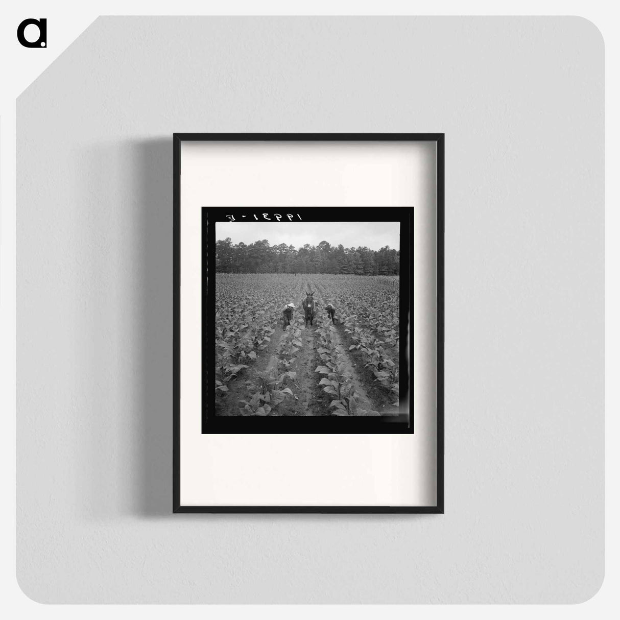 Untitled photo, possibly related to: Putting in tobacco. Shoofly, North Carolina - Dorothea Lange Poster.