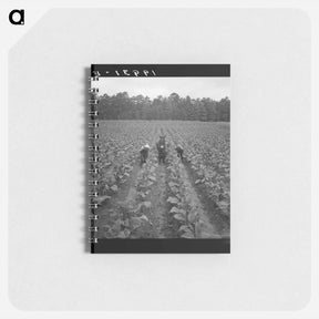 アートメモ帳-Untitled photo, possibly related to: Putting in tobacco. Shoofly, North Carolina - ドロテア ラング Memo.
