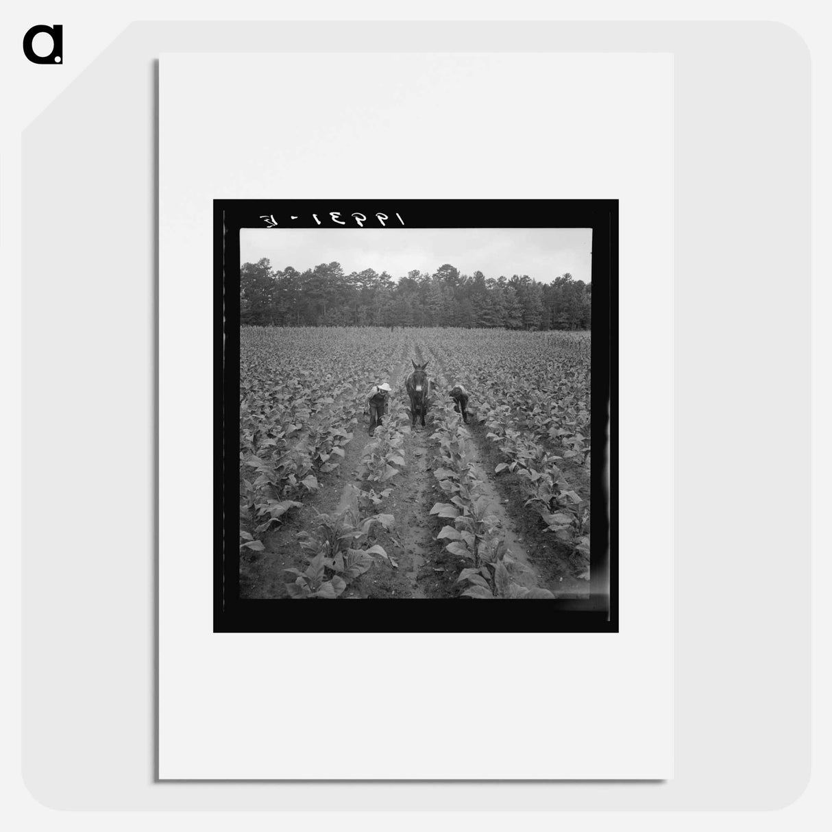 Untitled photo, possibly related to: Putting in tobacco. Shoofly, North Carolina - Dorothea Lange Poster.