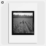 Untitled photo, possibly related to: Putting in tobacco. Shoofly, North Carolina - ドロテア ラング Poster.