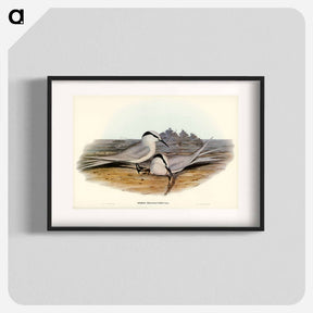 アートポスター-Black-naped Tern
 - ジョン グールド Poster.