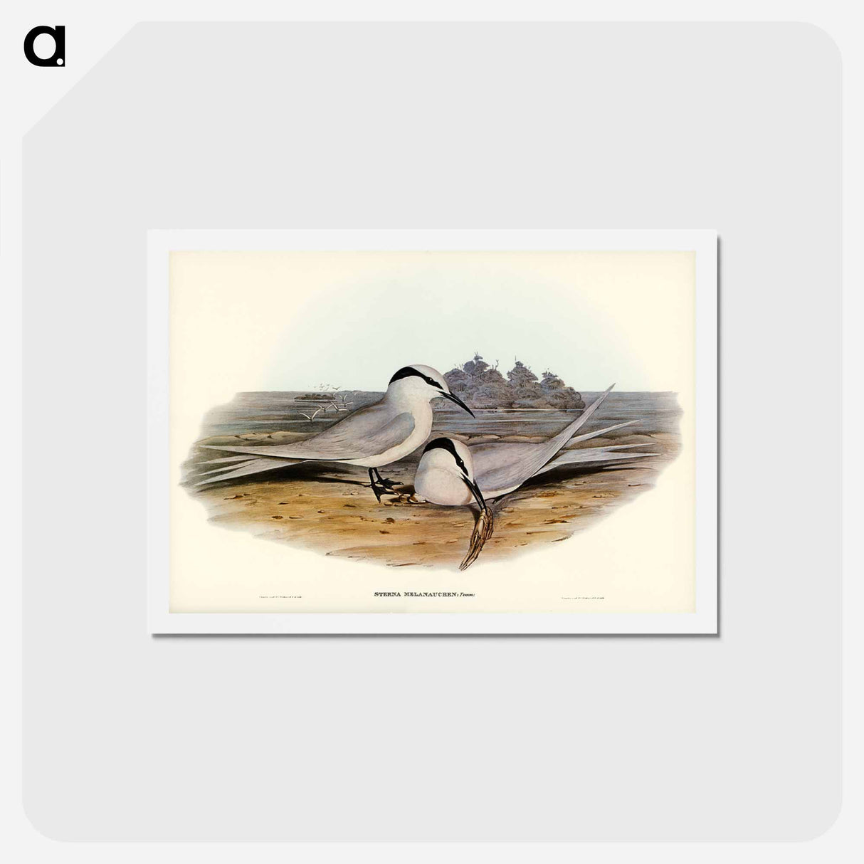アートポストカード-Black-naped Tern
 - ジョン グールド Postcard.