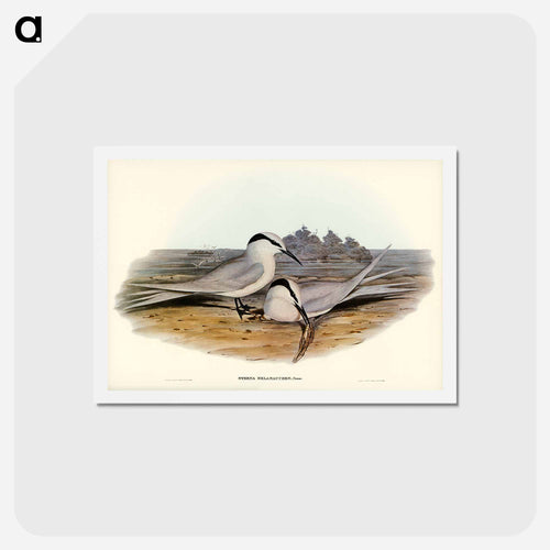 Black-naped Tern
 - ジョン グールド Postcard.