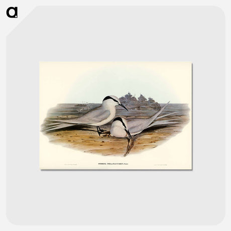 アートポストカード-Black-naped Tern
 - ジョン グールド Postcard.