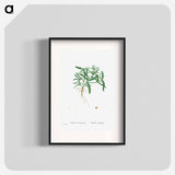 Aizoon Hifpanicum - Pierre Joseph Redouté Poster.