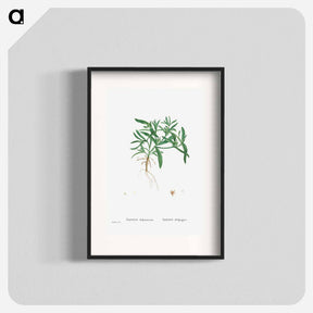 アートポスター-Aizoon Hifpanicum - ピエール ジョゼフ ルドゥーテ Poster.