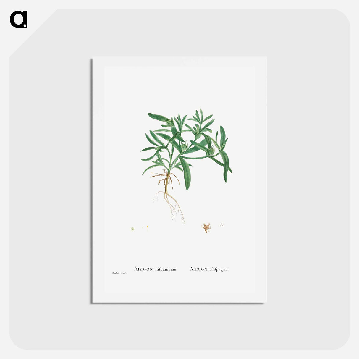 アートポストカード-Aizoon Hifpanicum - ピエール ジョゼフ ルドゥーテ Postcard.