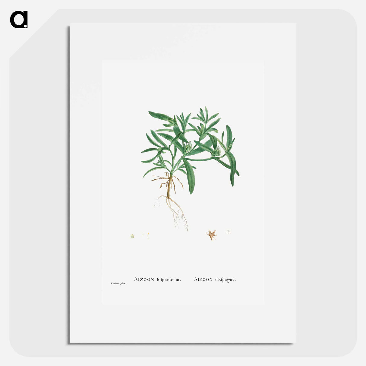 Aizoon Hifpanicum - Pierre Joseph Redouté Poster.