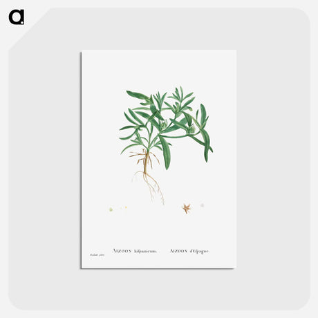 アートポストカード-Aizoon Hifpanicum - ピエール ジョゼフ ルドゥーテ Postcard.