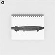 アートメモ帳-Fish from Manual Of Geology
 - 大英図書館 Memo.