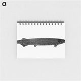 アートメモ帳-Fish from Manual Of Geology
 - 大英図書館 Memo.