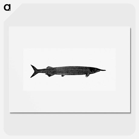 アートポスター-Fish from Manual Of Geology
 - 大英図書館 Poster.