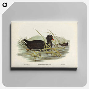 アートパネル-Dusky Moorhen
 - ジョン グールド Canvas.