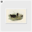 アートポストカード-Dusky Moorhen
 - ジョン グールド Postcard.