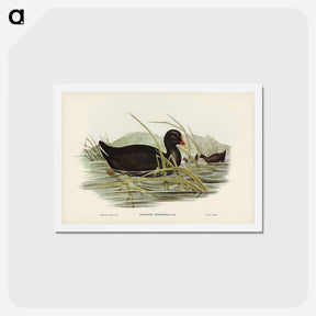 アートポストカード-Dusky Moorhen
 - ジョン グールド Postcard.