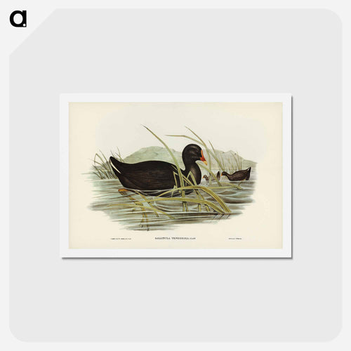 Dusky Moorhen
 - ジョン グールド Postcard.