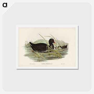 Dusky Moorhen
 - ジョン グールド Postcard.