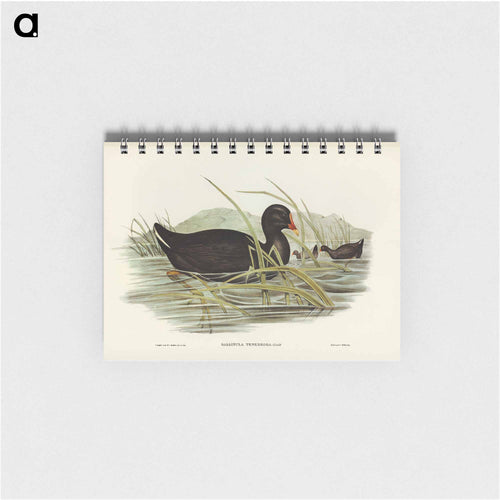 Dusky Moorhen
 - John Gould Memo.