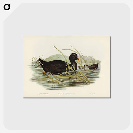 アートポストカード-Dusky Moorhen
 - ジョン グールド Postcard.