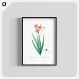 Blackberry Lily - Pierre Joseph Redouté Poster.