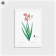 アートポストカード-Blackberry Lily - ピエール ジョゼフ ルドゥーテ Postcard.