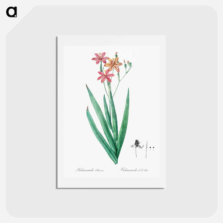 アートポストカード-Blackberry Lily - ピエール ジョゼフ ルドゥーテ Postcard.