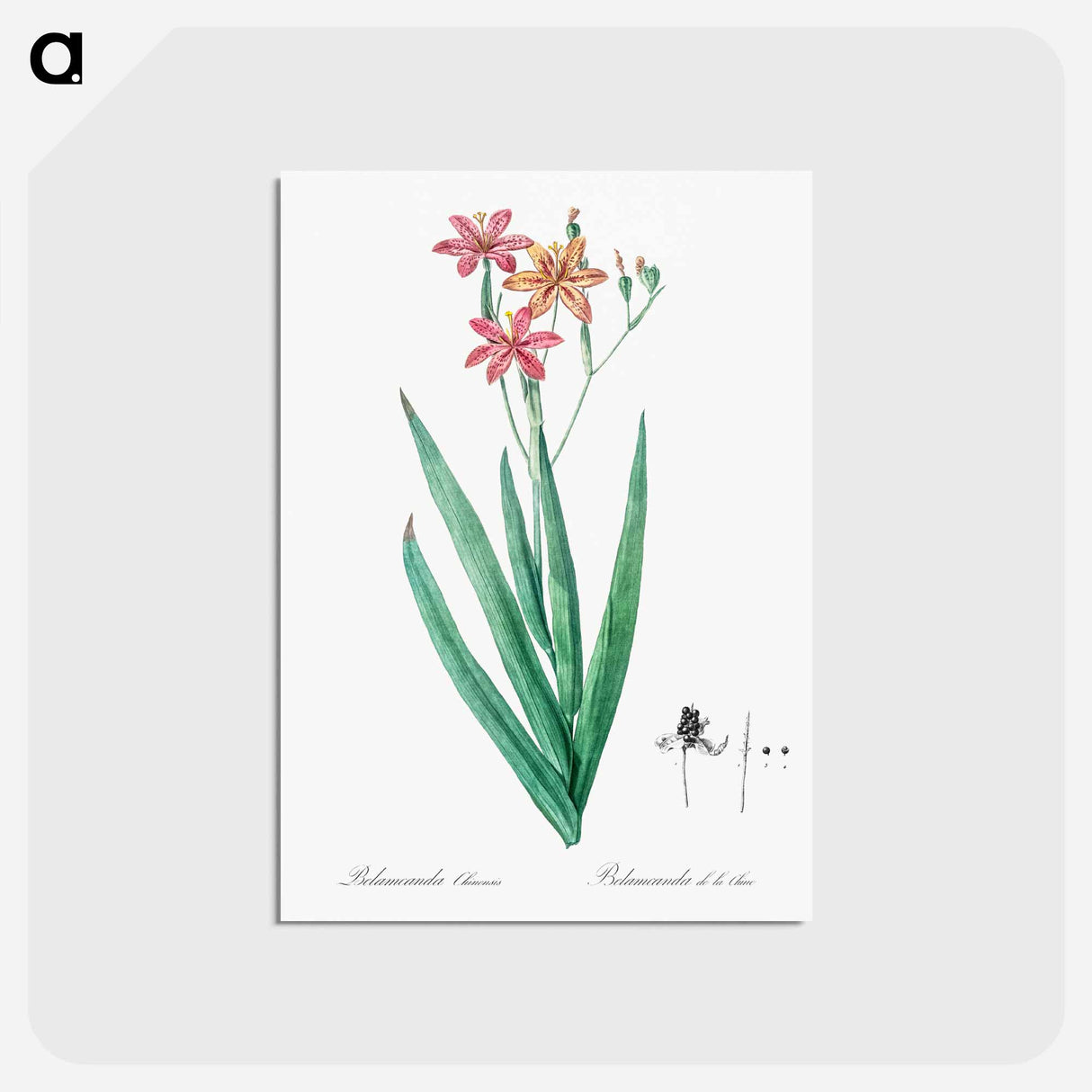 アートポストカード-Blackberry Lily - ピエール ジョゼフ ルドゥーテ Postcard.