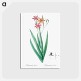アートポストカード-Blackberry Lily - ピエール ジョゼフ ルドゥーテ Postcard.