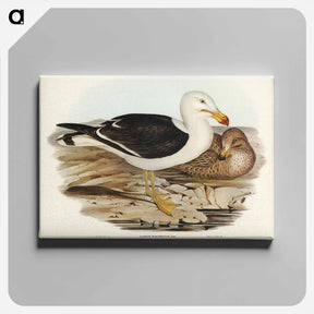 アートパネル-Pacific Gull
 - ジョン グールド Canvas.