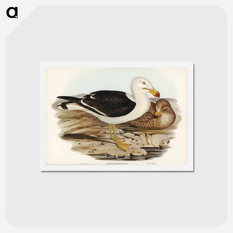 アートポストカード-Pacific Gull
 - ジョン グールド Postcard.